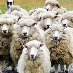 Are You a Sheep?