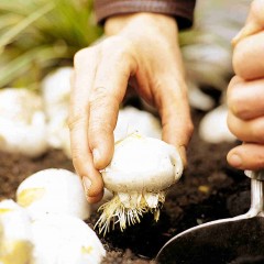 Planting Flower Bulbs Upside Down