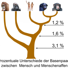 Bonobo Happiness