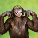 Monkey Brain: The Inability to Calm the Mind